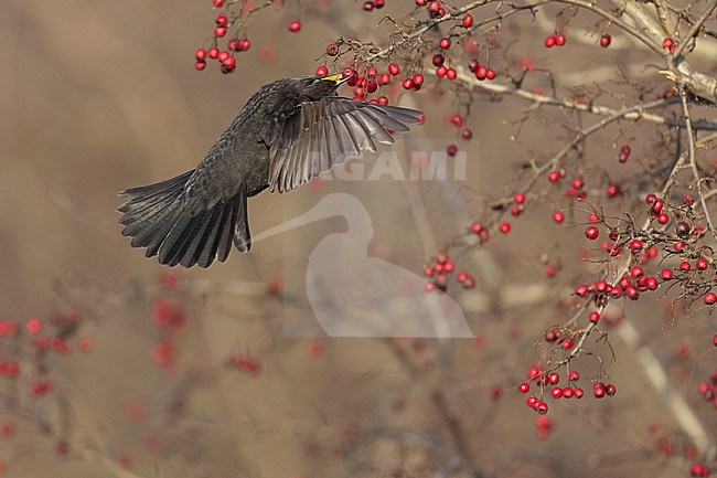 First-winter male Common Blackbird (Turdus merula) catching a berry on the wing at Rudersdal, Denmark stock-image by Agami/Helge Sorensen,