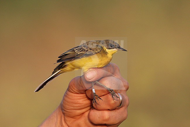 Black-headed Yellow Wagtail; Motacilla flafa feldegg stock-image by Agami/Yoav Perlman,