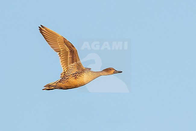 Adult female
Colusa Co., CA
January 2023 stock-image by Agami/Brian E Small,