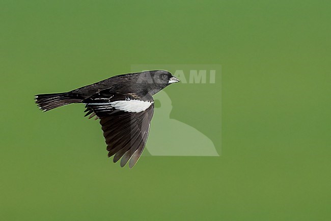 Adult male breeding
Weld Co., CO
June 2023 stock-image by Agami/Brian E Small,