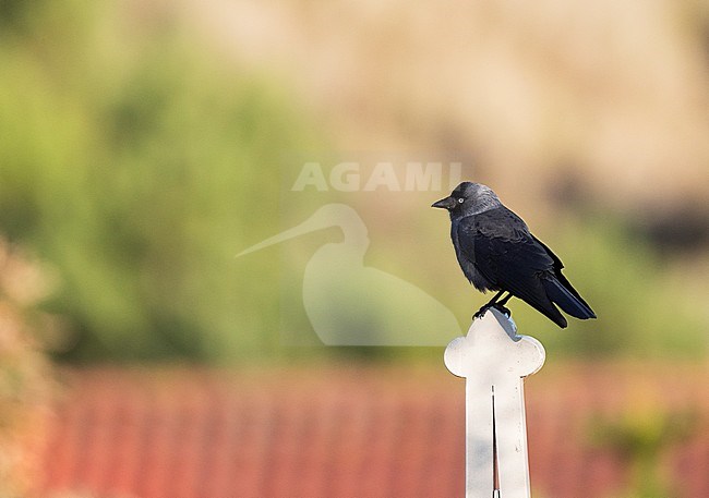Western Jackdaw (Corvus monedula) perched on fench on Vlieland, Netherlands. stock-image by Agami/Marc Guyt,