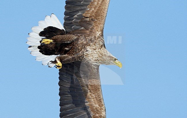 Zeearend onvolwassen vliegend close-up; White-tailed Eagle immature flying stock-image by Agami/Markus Varesvuo,