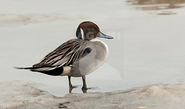 Mannetje Pijlstaart; Male Northern Pintail stock-image by Agami/Roy de Haas,