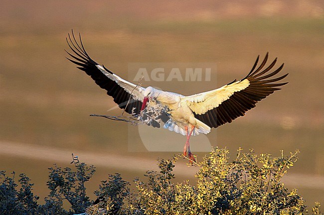 White Stork, ciconia ciconia stock-image by Agami/Oscar Díez,