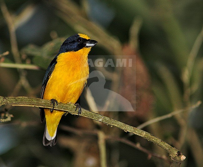 Thick-billed Euphonia, Euphonia laniirostris stock-image by Agami/Greg & Yvonne Dean,