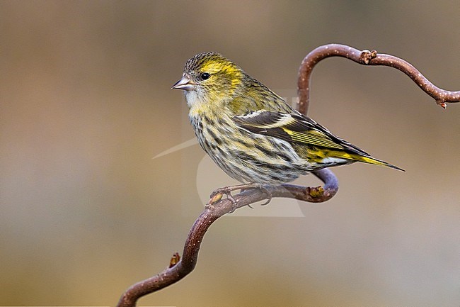 Eurasian Siskin, Spinus spinus, in Italy. stock-image by Agami/Daniele Occhiato,