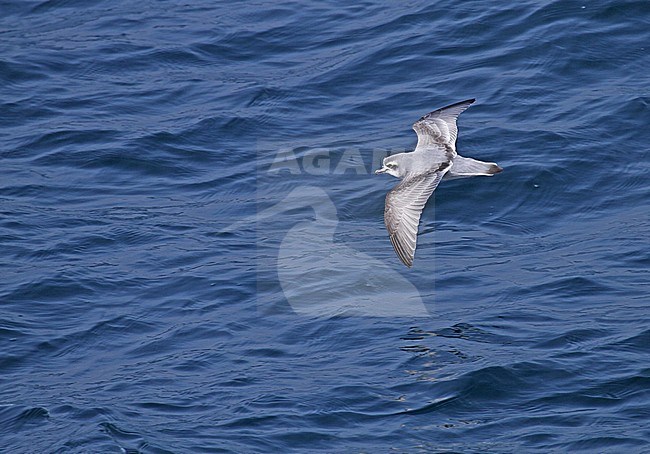 Antarctische Prion (Pachyptila desolata) flying over the sea near Antarctica. stock-image by Agami/Pete Morris,