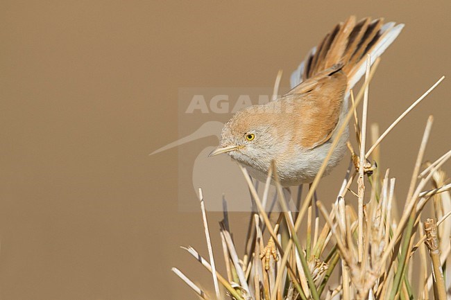 African Desert Warbler - SaharagrasmÃ¼cke - Curruca deserti, Morocco stock-image by Agami/Ralph Martin,