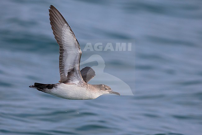 Yelkouanpijlstormvogel in de vlucht; Yelkouan Shearwater in flight stock-image by Agami/Daniele Occhiato,