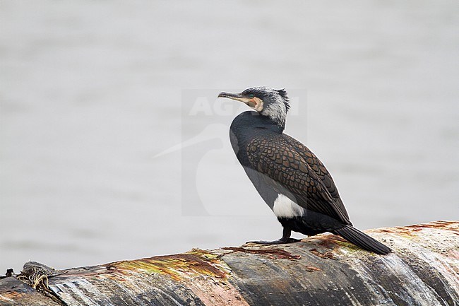 Volwassen Aalscholver in broedkleed, Adult breeding Great Cormorant stock-image by Agami/Karel Mauer,