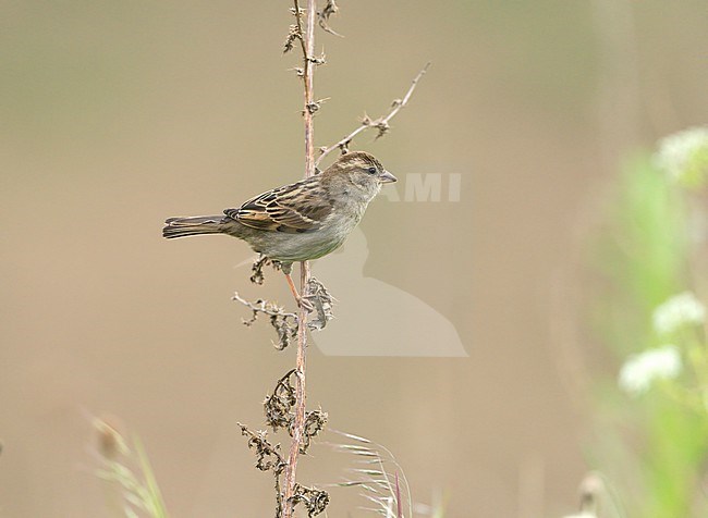 Adult female House Sparrow (Passer domesticus) sitting on a twig stock-image by Agami/Ran Schols,