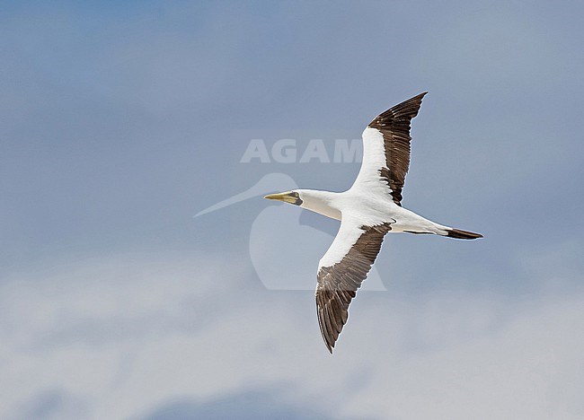 Masked booby (Sula dactylatra) in the southern Pacific Ocean. Adult in flight. stock-image by Agami/Pete Morris,