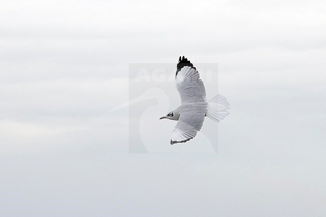 Adult Brown-headed Gull (Chroicocephalus brunnicephalus) in winter plumage in flight, Thailand stock-image by Agami/David Monticelli,