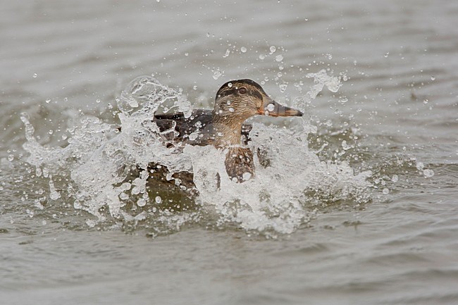 Wilde Eend landend in water; Mallard male landing in water stock-image by Agami/Arie Ouwerkerk,