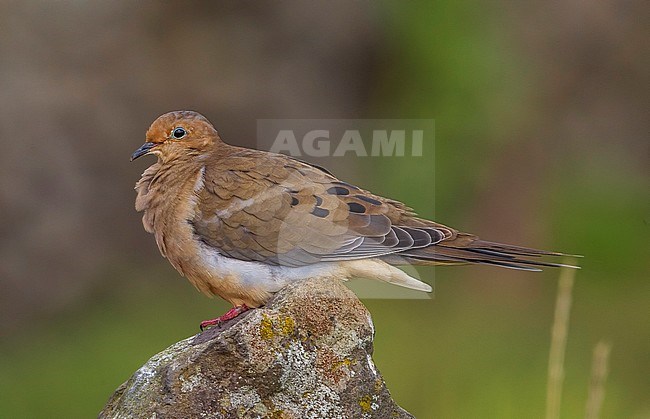 Treurduif, Mourning Dove (Zenaida macroura) stock-image by Agami/Vincent Legrand,