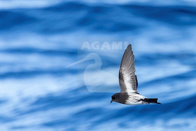 New Zealand Storm Petrel (Fregetta maoriana), a critically endangered seabird species endemic to New Zealand. Flying above the ocean surface. stock-image by Agami/Marc Guyt,