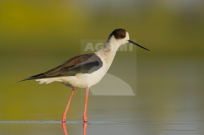 Black-winged Stilt (Himantopus himantopus) stock-image by Agami/Alain Ghignone,