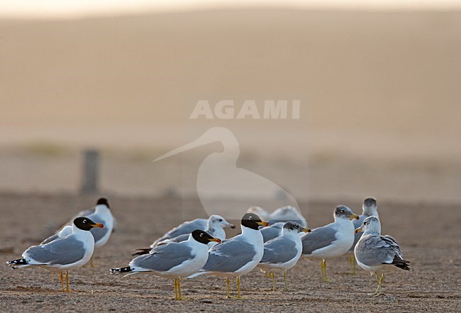 Reuzenzwartkopmeeuw, Great Black-headed Gull, Larus Ichthyaetus stock-image by Agami/Jari Peltomäki,