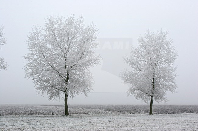 Pampushout Almere Netherlands covered in hoar-frost; Pampushout Almere Nederland gehuld in rijp stock-image by Agami/Karel Mauer,