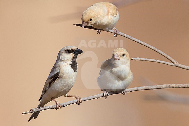 Desert Sparrow (Passer simplex saharae), adult male perched on a branch together with two chicks stock-image by Agami/Saverio Gatto,