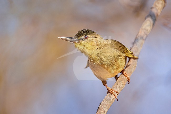 Long-billed Bernieria (Bernieria madagascariensis) in Kirindy Forest Reserve, Madagascar stock-image by Agami/Tomas Grim,