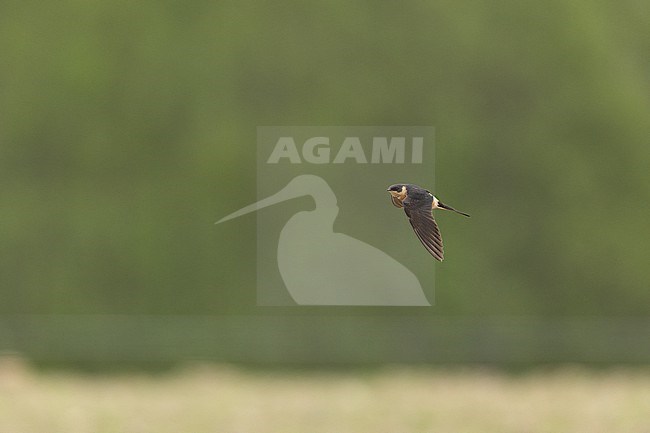 Red-breasted Swallow (Cecropis semirufa) in flight against a green background at Helsingør, Denmark (1st record for Europe) stock-image by Agami/Helge Sorensen,