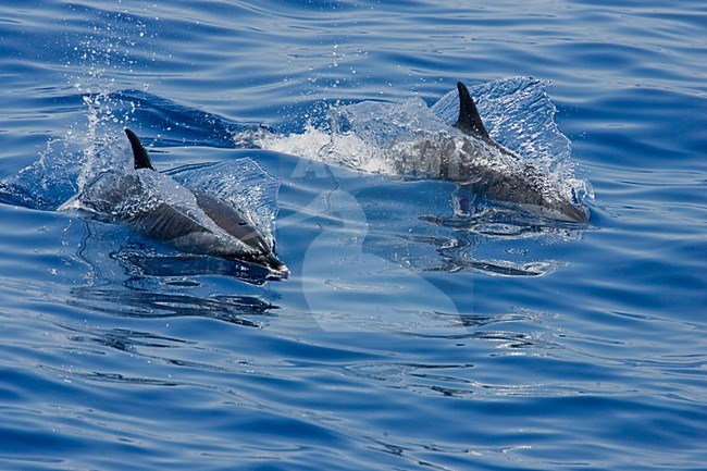 Twee Pantropische gevlekte dolfijnen, Two Pantropical spotted dolphins stock-image by Agami/Menno van Duijn,