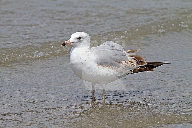 First-summer Ring-billed Gull (Larus delawarensis) standing on a beach in Mexico. stock-image by Agami/Pete Morris,