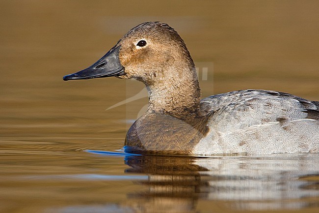 Canvasback (Aythya valisineria) swimming on a golden pond in Victoria, BC, Canada. stock-image by Agami/Glenn Bartley,