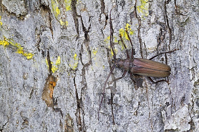 Megopis scabricornis - Körnerbock, Germany, imago, male stock-image by Agami/Ralph Martin,