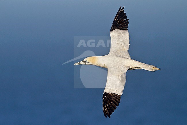 Northern Gannet (Morus bassanus) flying along the coastline of Newfoundland, Canada. stock-image by Agami/Glenn Bartley,