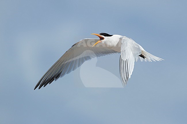 Adult Elegant Tern (Thalasseus elegans) in breeding plumage at San Diego County, California, USA in May 2016. stock-image by Agami/Brian E Small,