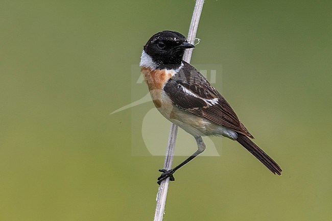 Aziatische Roodborsttapuit; Siberian Stonechat stock-image by Agami/Daniele Occhiato,