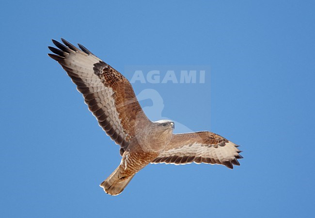 Steppebuizerd in de vlucht; Steppe Buzzard in flight stock-image by Agami/Markus Varesvuo,