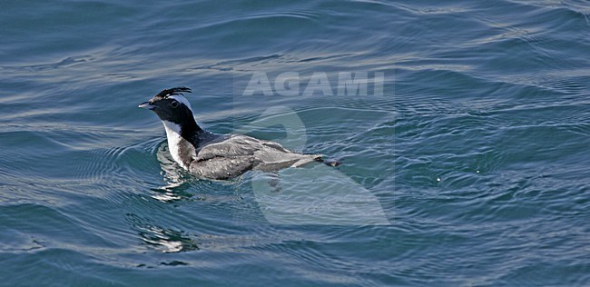 Japanse Alk, Japanese Murrelet, Synthliboramphus wumizusume stock-image by Agami/Pete Morris,