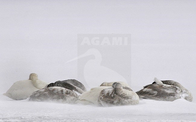 Whooper Swan in fog on lake; Wilde zwaan in mist op meer stock-image by Agami/Hans Germeraad,