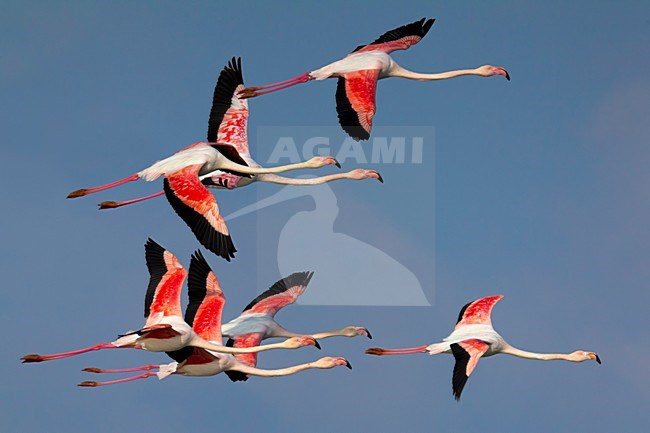 Flamingo\'s in de vlucht; Greater Flamingos in flight stock-image by Agami/Daniele Occhiato,