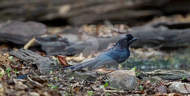 Greater Racket-tailed Drongo (Dicrurus paradiseus) at Kaeng Krachan National Park, Thailand stock-image by Agami/Helge Sorensen,