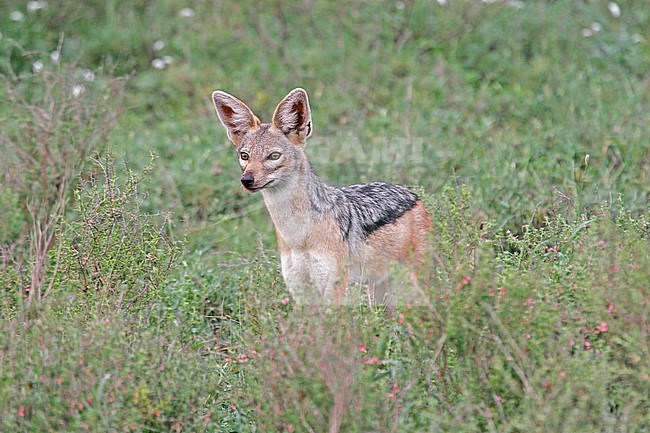Black-backed jackal in vegetation of Tanzania stock-image by Agami/Pete Morris,