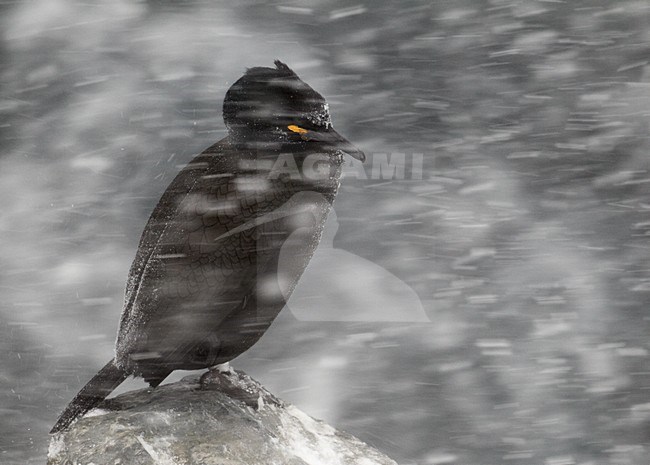 Volwassen Kuifaalscholver in de sneeuw; Adult European Shag in snow stock-image by Agami/Markus Varesvuo,