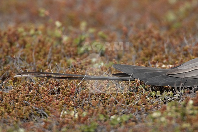 Kleinste Jager in broedgebied; Long-tailed Skua  in breeding habitat stock-image by Agami/Jari Peltomäki,