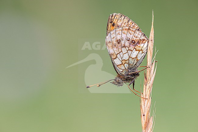 Side view of a Lesser Marbled Fritillary hanging on a blade of grass looking down stock-image by Agami/Onno Wildschut,