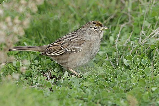 Wintering adult Golden-crowned Sparrow, Zonotrichia atricapilla) in non-breeding plumage. Standing on the ground in Santa Clara County, California, USA. stock-image by Agami/Brian E Small,