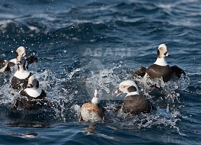 IJseend mannetjes vechtend; Long-tailed Duck males fighting stock-image by Agami/Jari Peltomäki,