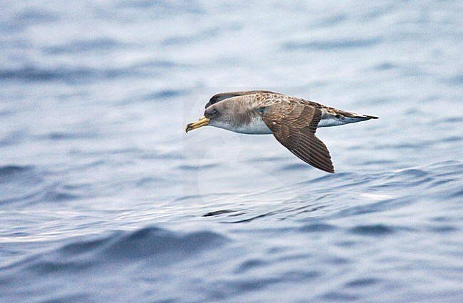 Kuhls pijlstormvogel, Cory's Shearwater, Calonectris borealis stock-image by Agami/Marc Guyt,