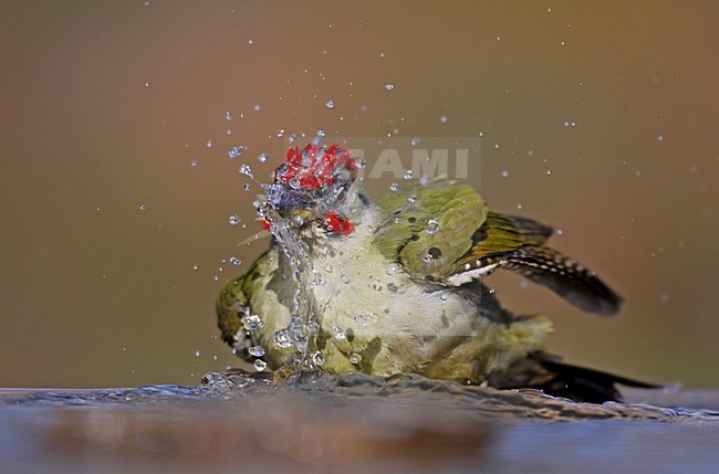 Badderende Iberische Groene Specht; Iberian Green Woodpecker washing stock-image by Agami/Markus Varesvuo,