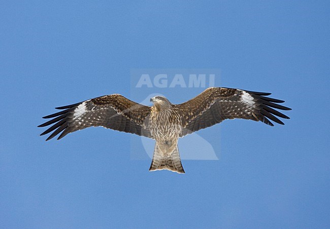 Zwartoorwouw vliegend; Black-eared Kite flying stock-image by Agami/Marc Guyt,