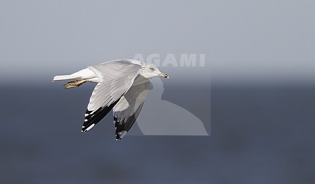 Adult Ring-billed Gull (Leucophaeus atricilla) in winter plumage flying over the sea at Stone Harbor, New Jersey, USA. stock-image by Agami/Helge Sorensen,