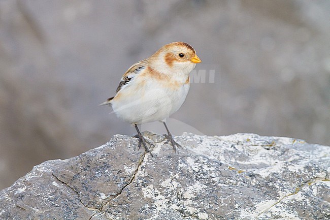 Snow Bunting, Plectrophenax nivalis, in winter plumage sitting on basalt rocks part of small flock wintering at North Sea coast. Adult female of nominate subspecies nivalis on rock front view. stock-image by Agami/Menno van Duijn,