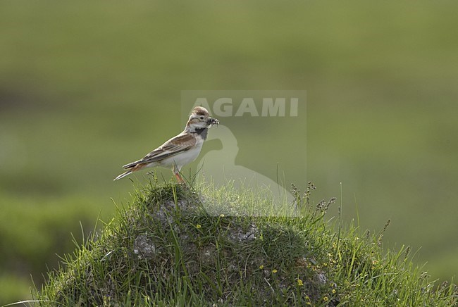 Mongolian Lark perched with beak full of insects Mongolia, Mongoolse Leeuwerik zittend met snavel vol insecten Mongolie stock-image by Agami/Jari Peltomäki,